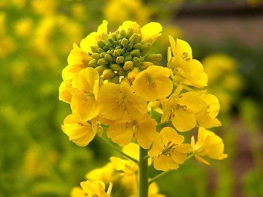 菜の花