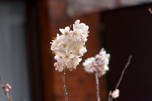 鉢植えの梅