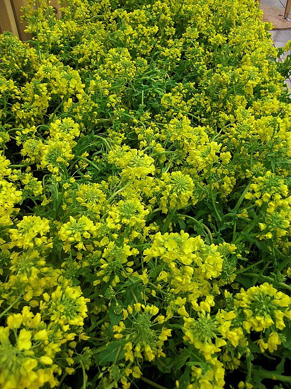 駅地下の菜の花畑