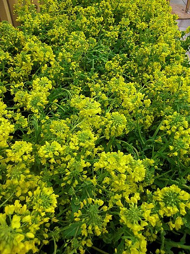 駅地下の菜の花畑