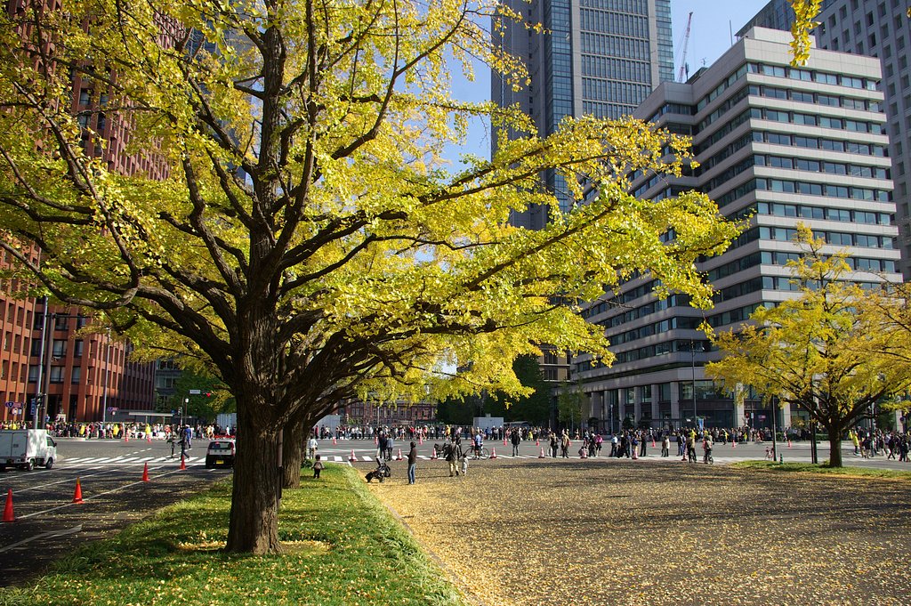 【秋影】　東京駅前の銀杏