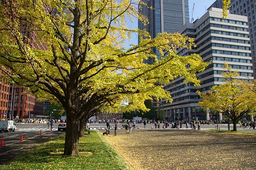 【秋影】　東京駅前の銀杏