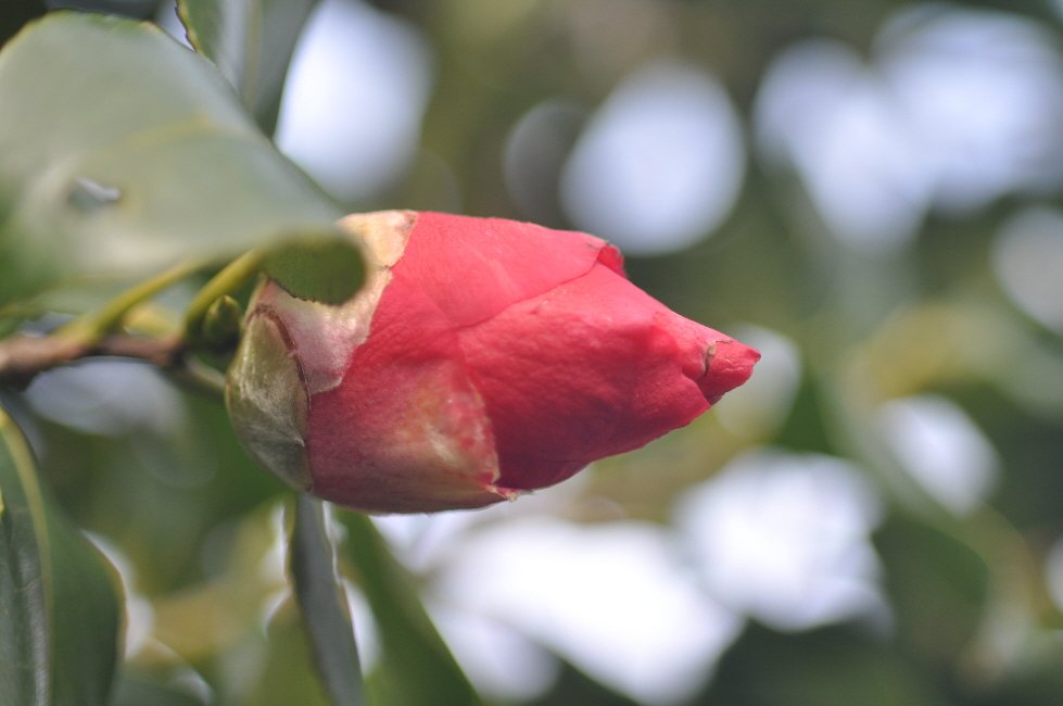 Vivitar 75-205mmF3.8 Close Focusing Auto Zoom