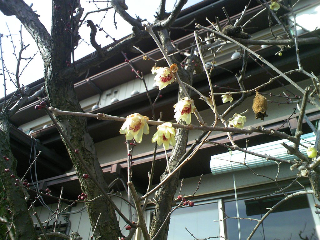 今日はａｕで