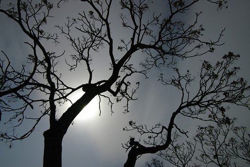 霞む春空
