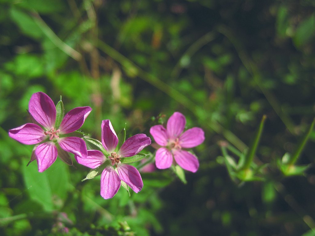 桃色の野草「げんのしょうこ」