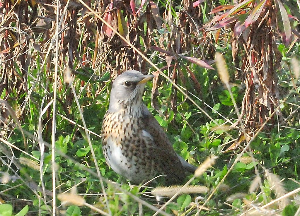 珍客ノハラツグミ飛来