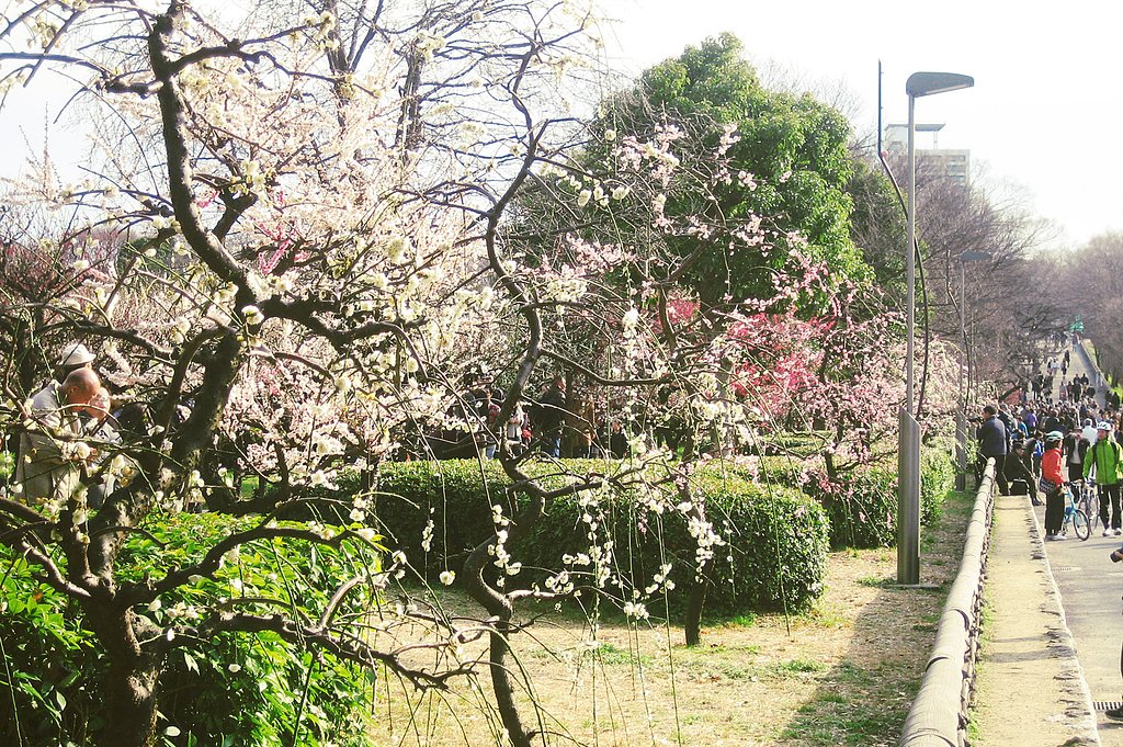 【ザ・ワールド】梅花見その景色