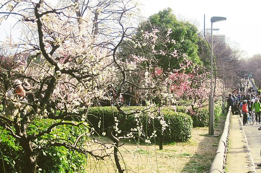 【ザ・ワールド】梅花見その景色