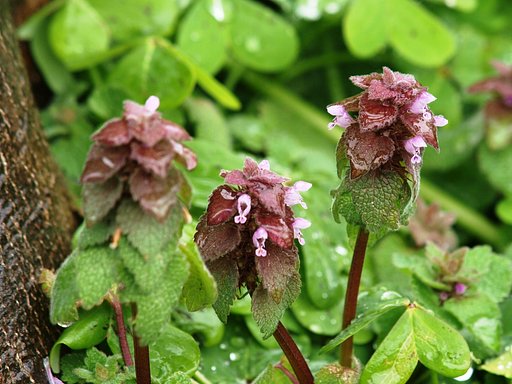 【ザ・ワールド】野草は綺麗です。