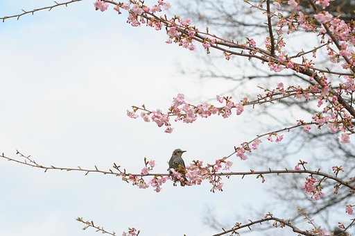 この鳥の名前は？？？