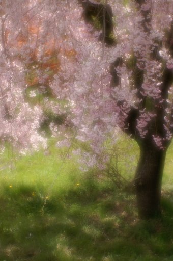 まだ、咲いてました。