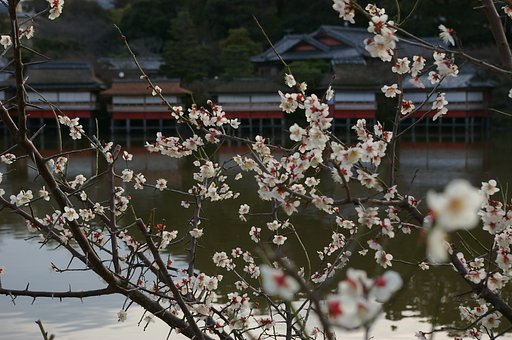 梅日和