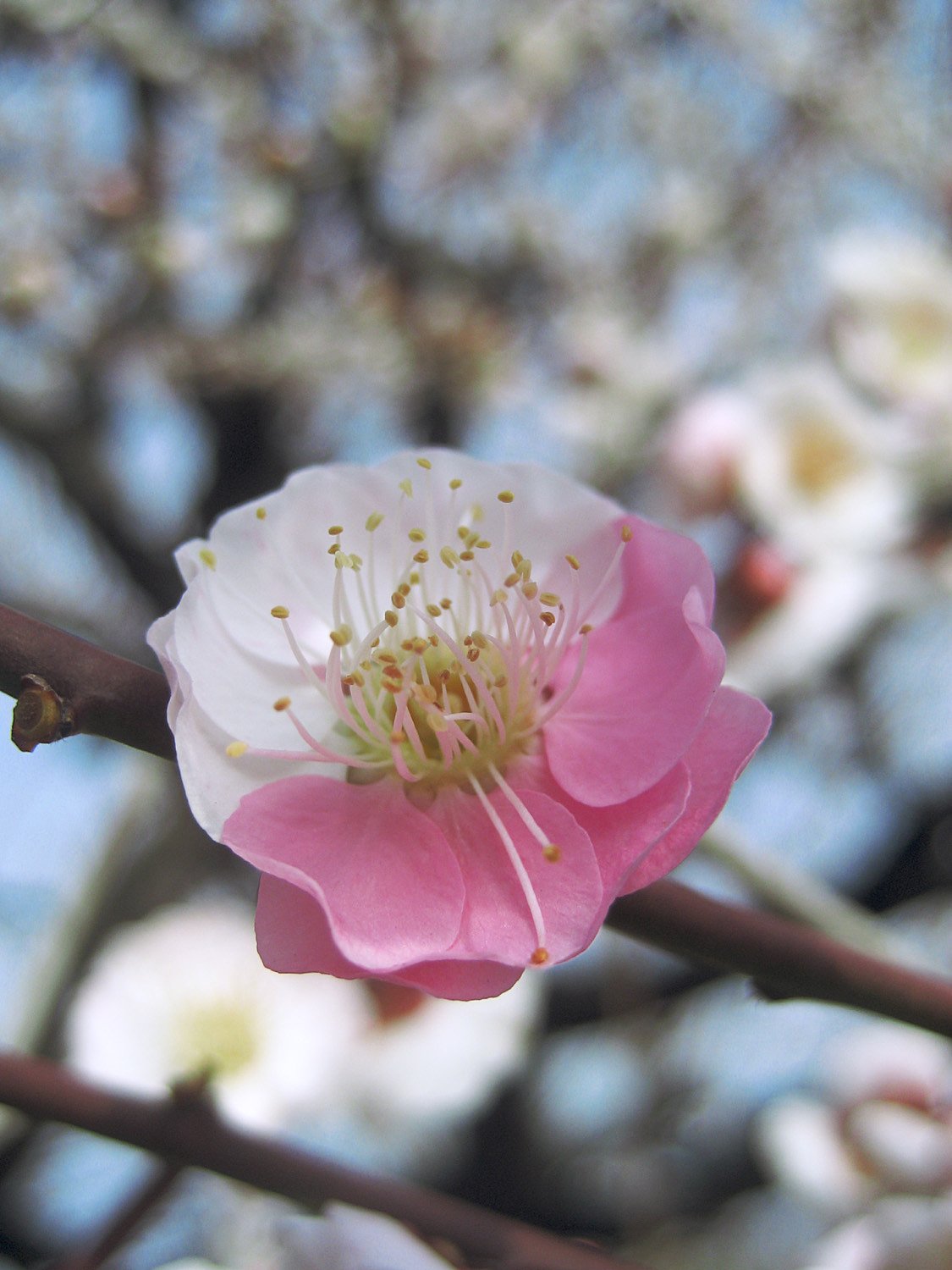 春祝う彩りの華