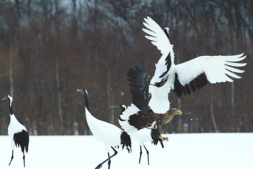 格闘の末は？
