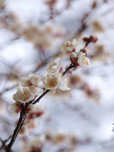 【トキメキの色】花曇り、梅曇り