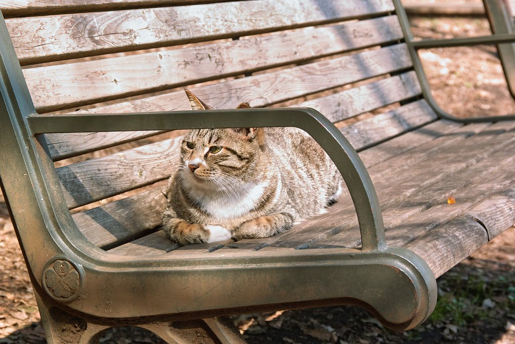 ベンチ独り占め。