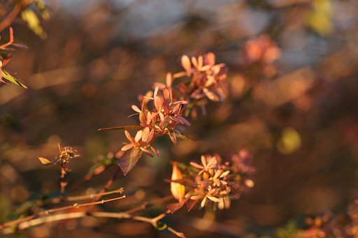 【トキメキの色】花園衝羽空木