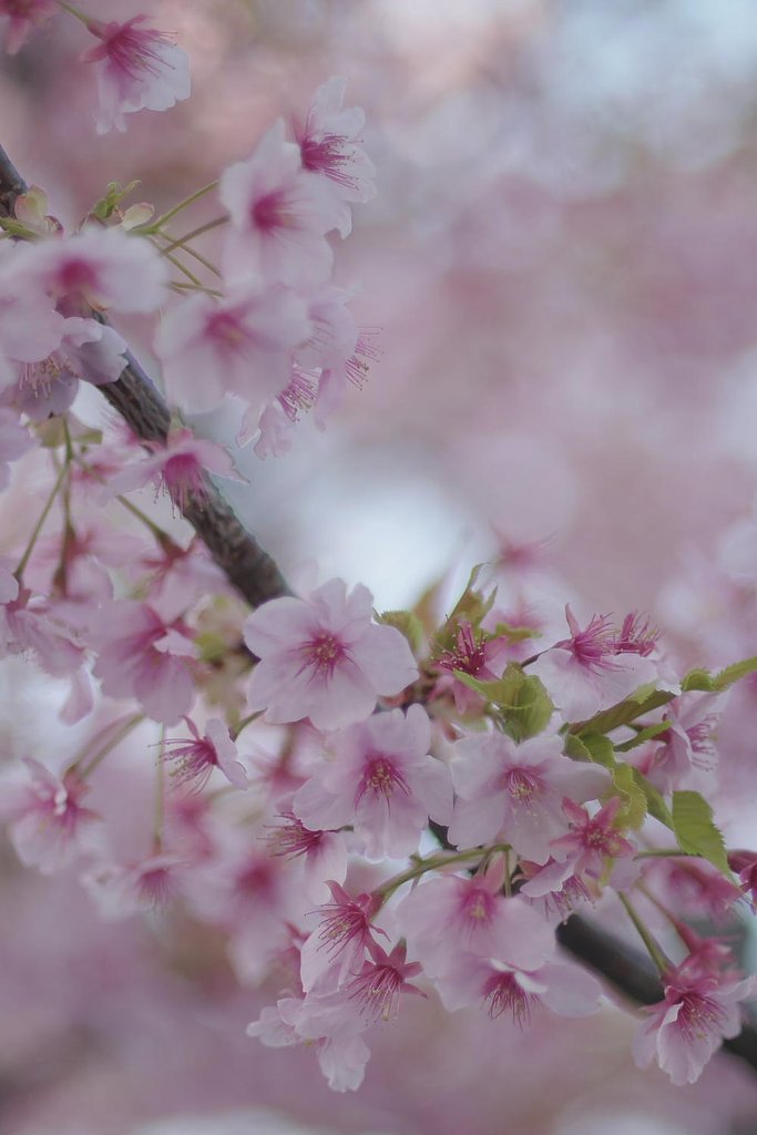 【ザ・ワールド】　河津桜