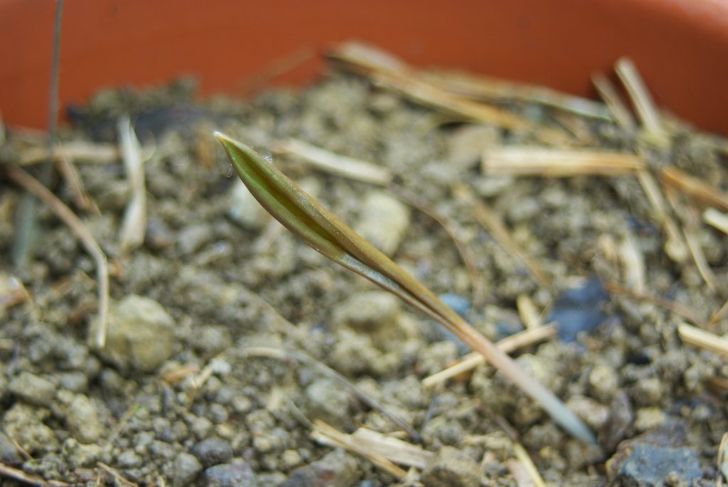 カタクリ(ユリ科)の新芽