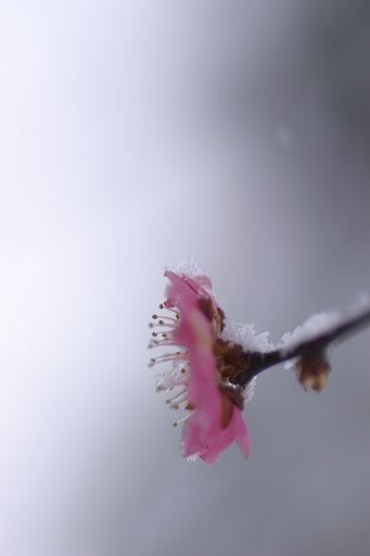 春に向かって