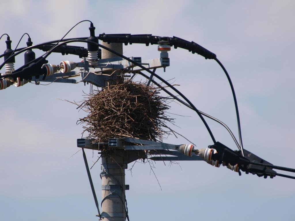 鳥は写っていませんが！