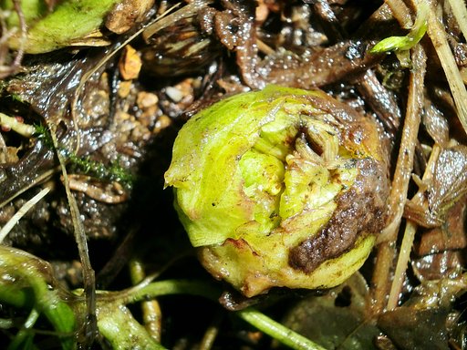 フキノトウ、旬の味-2 上向き
