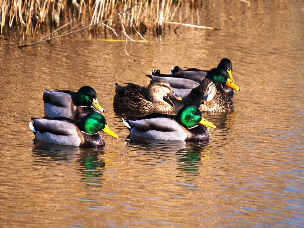 【トキメキの色】マガモ