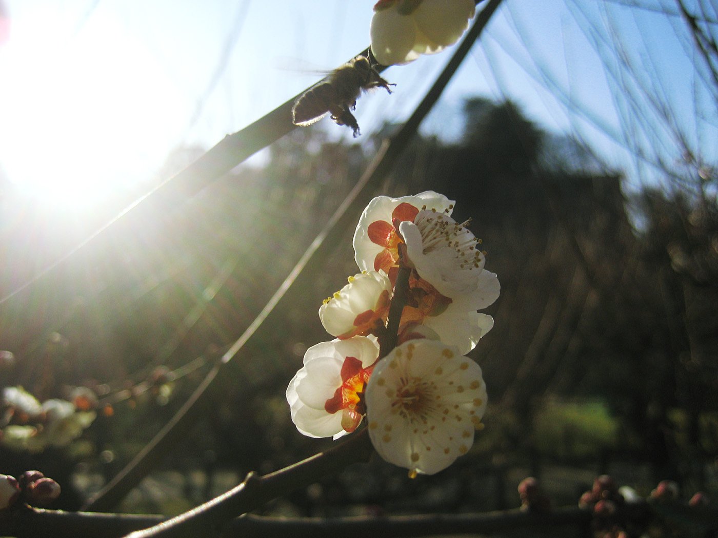 【自然】蜜蜂と白梅