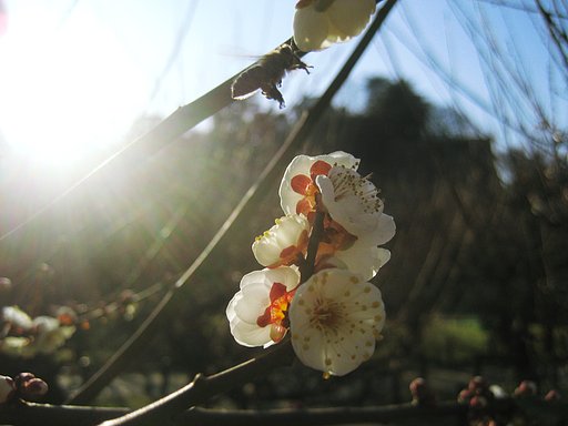 【自然】蜜蜂と白梅
