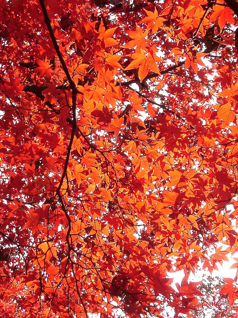 ◆紅葉スケッチ-52 神代植物公園⑫