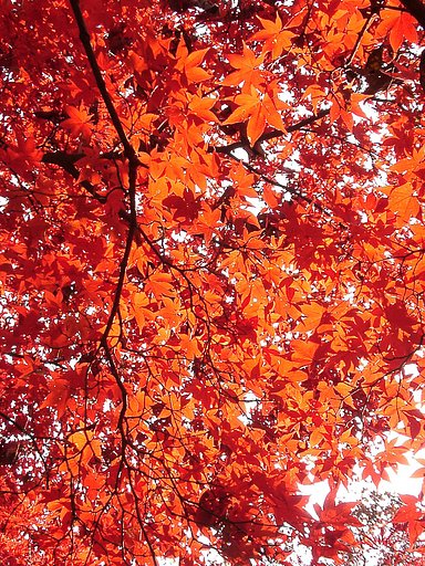 ◆紅葉スケッチ-52 神代植物公園⑫