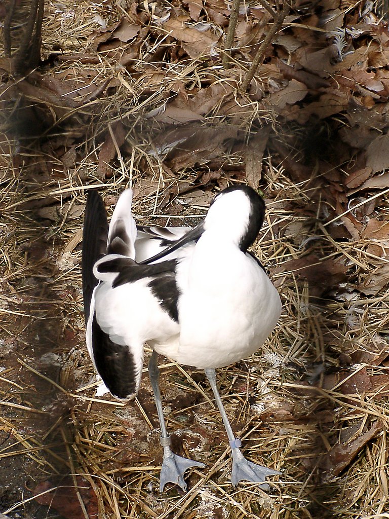 ◆冬の動物園から-17