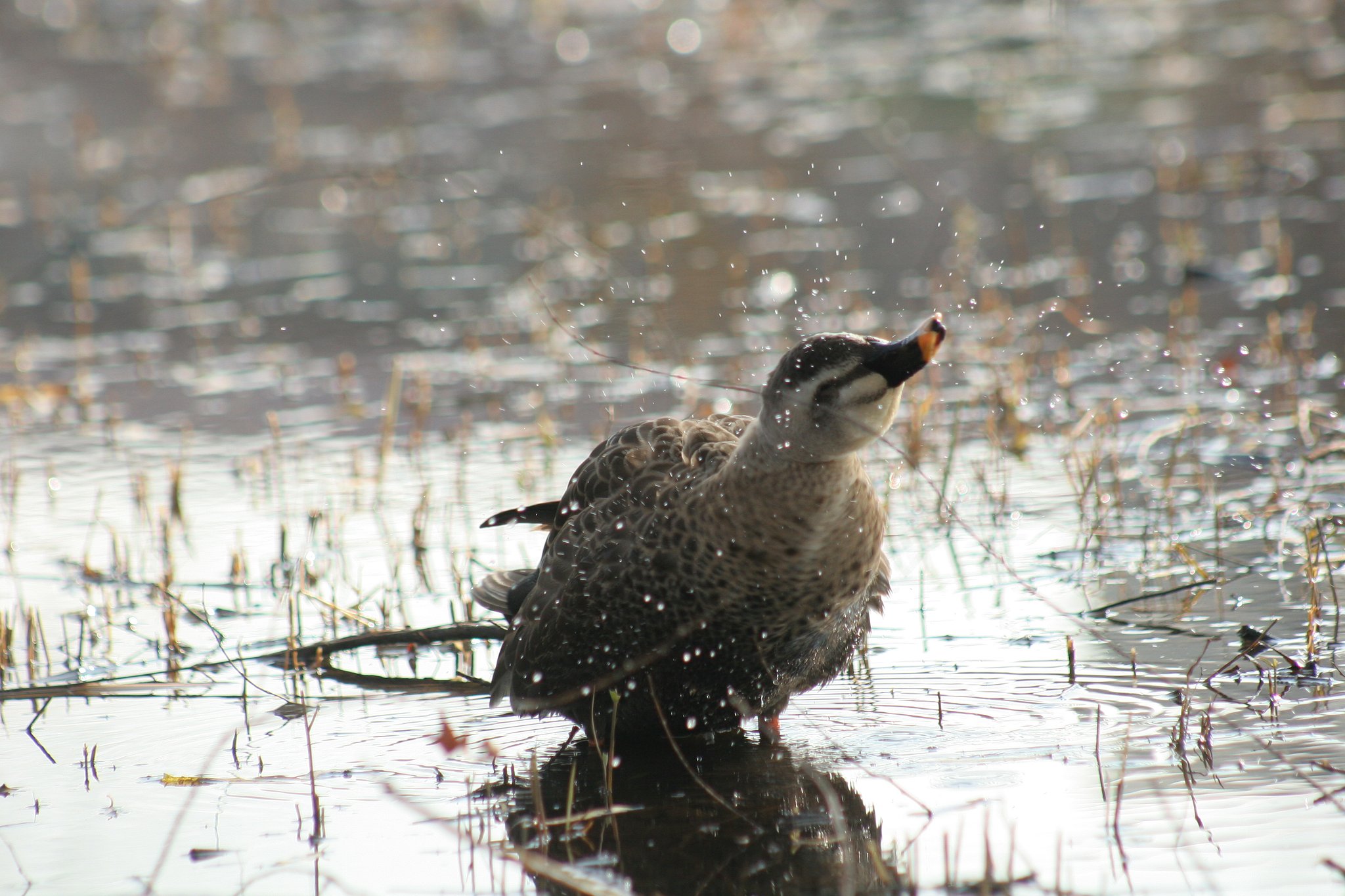 鳥の水浴び