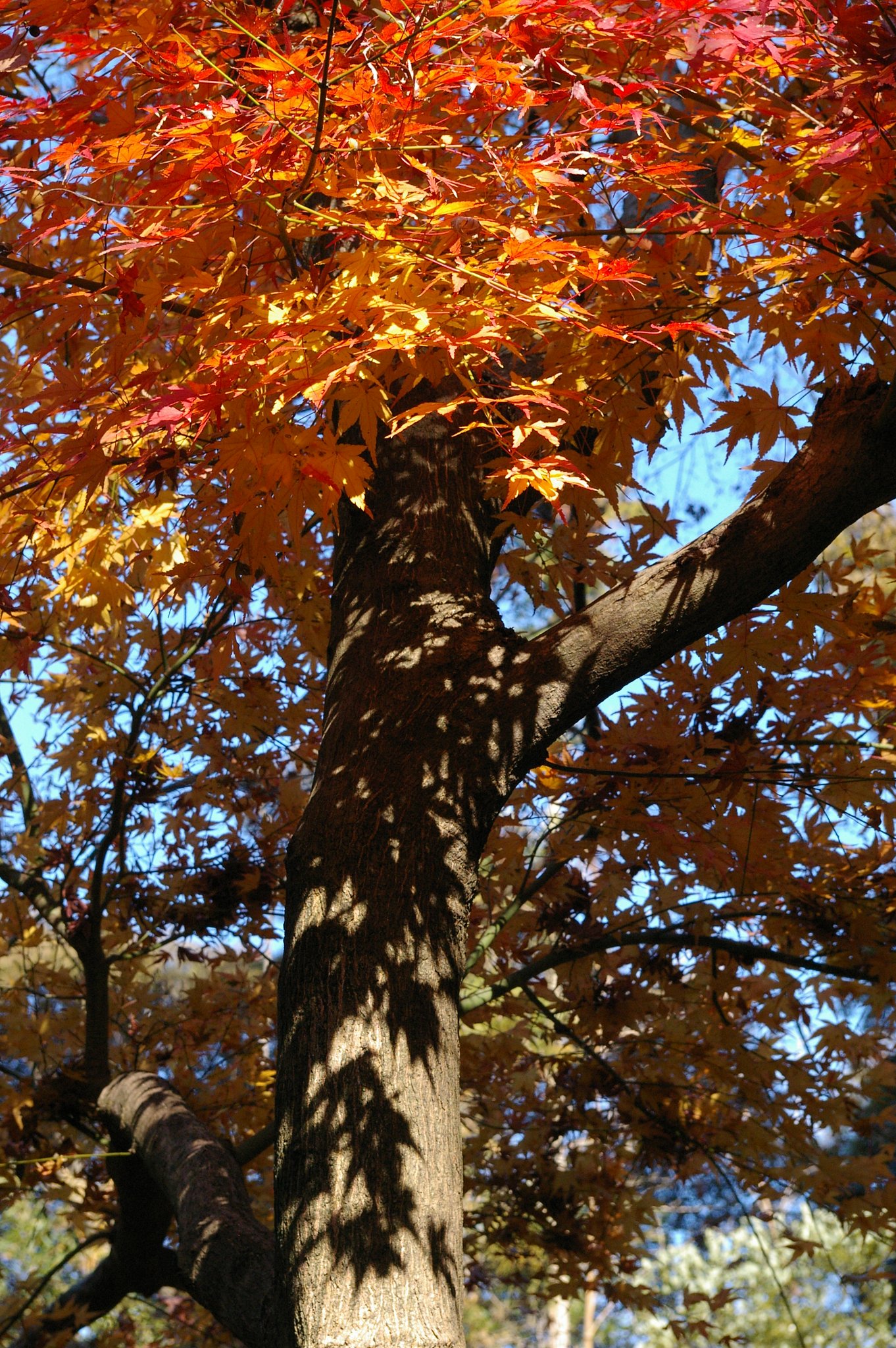 名残の紅葉