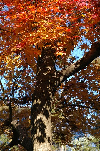 名残の紅葉