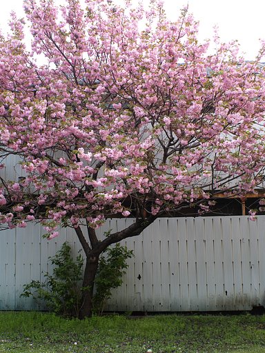空き地にも、春
