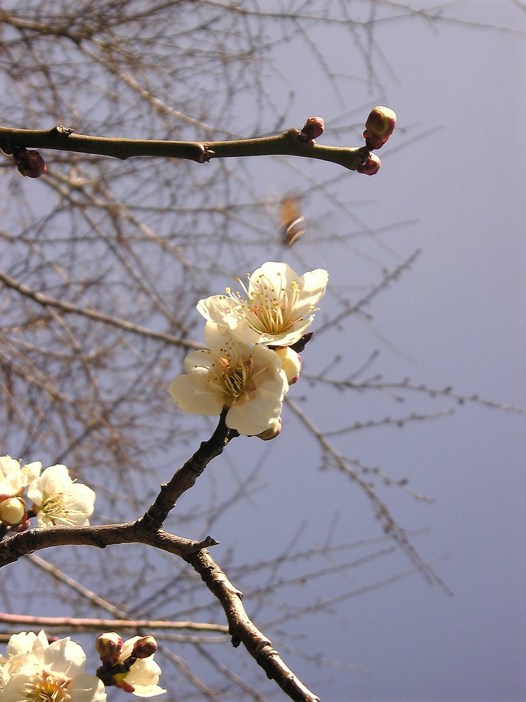 桜の前に・・・