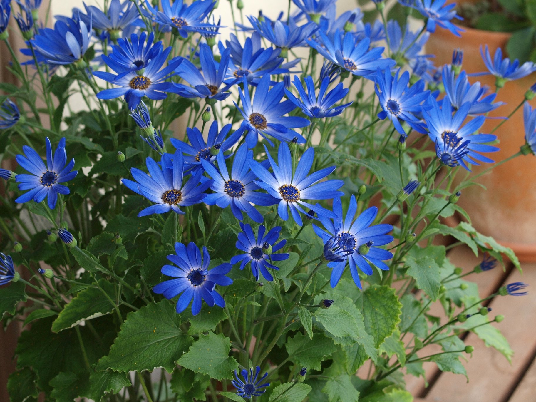 花の色