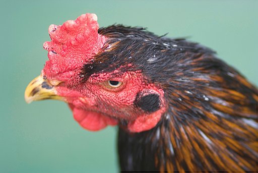 「自然」シャモ