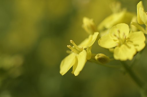 菜の花満開でした。