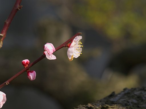 白梅