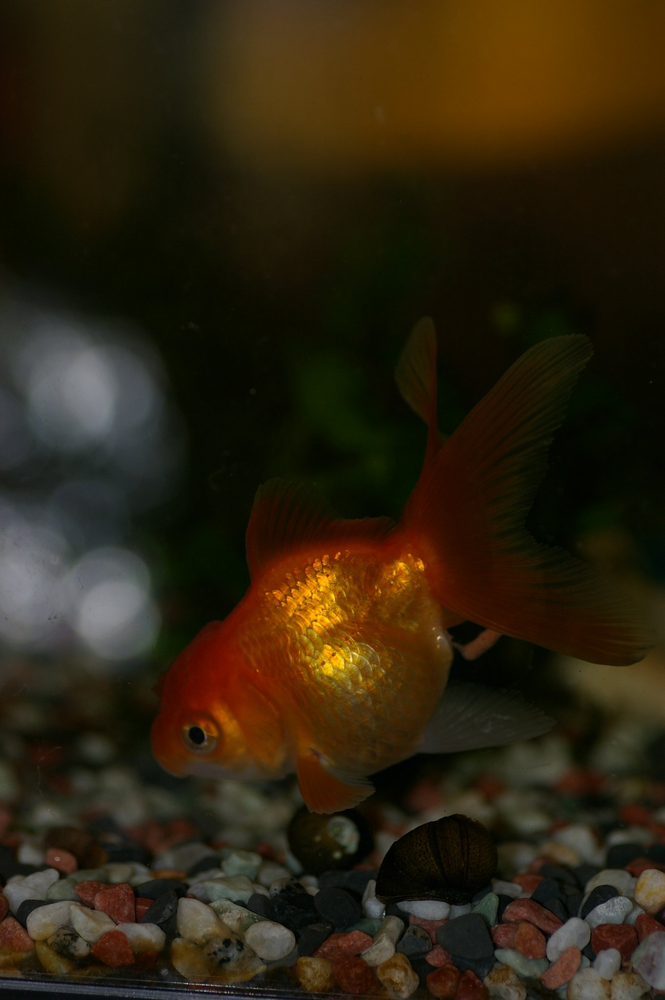 冬の金魚
