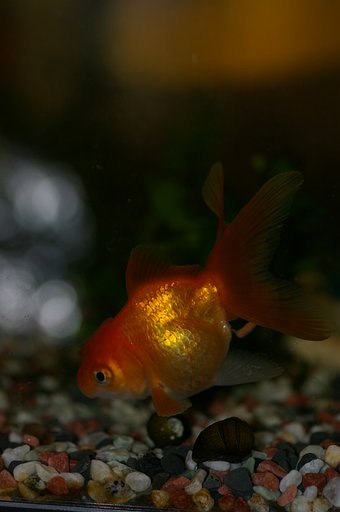 冬の金魚