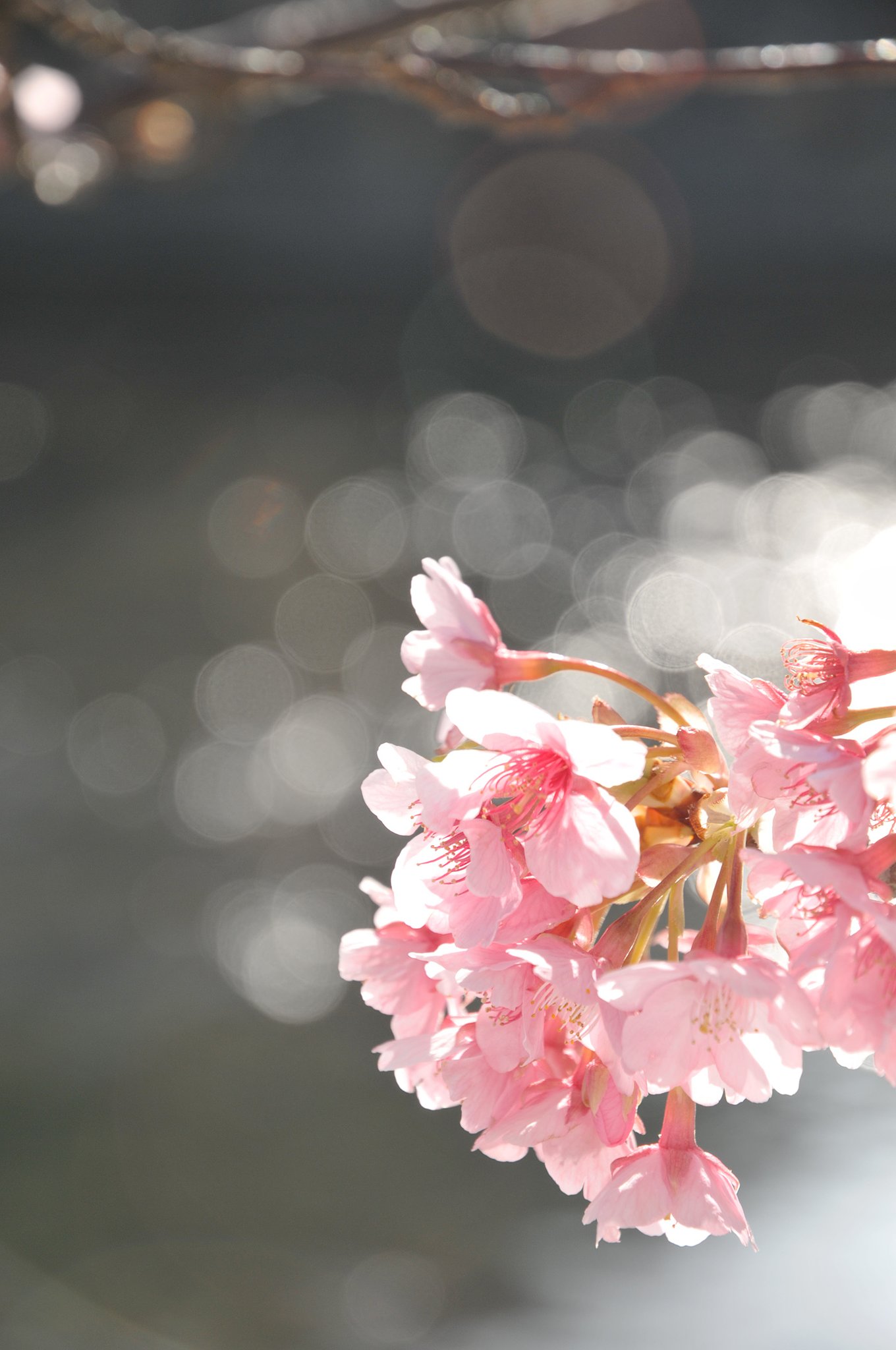 河津川の河津桜