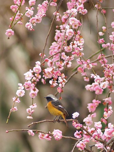 「枝垂れ開花梅の常鶲」