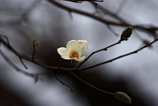 白木蓮？