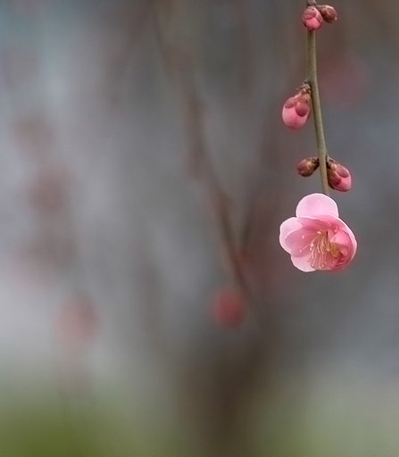 梅一輪