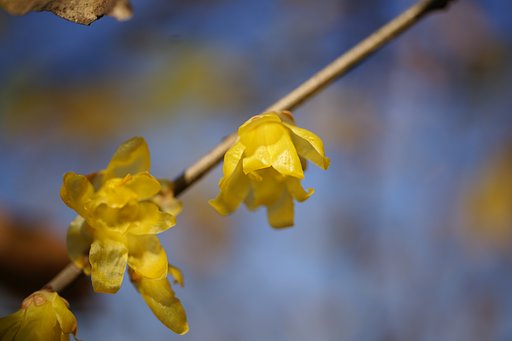 【２００８】年越しの花