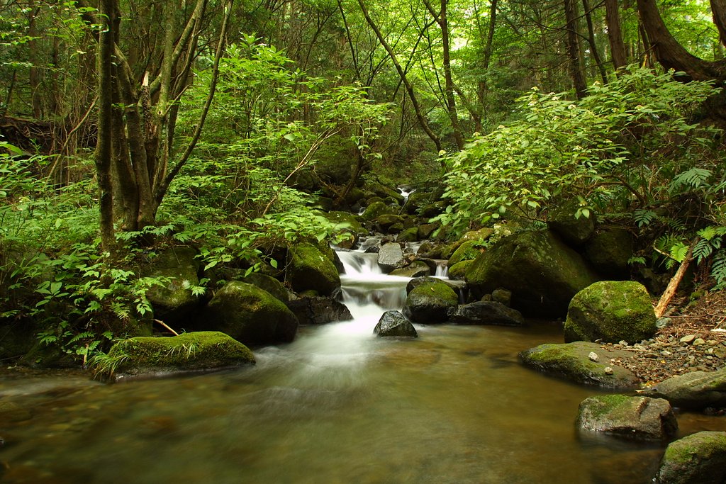 みどりの喝采
